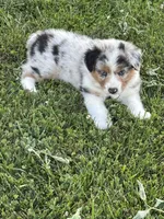 Oakley AKC, a female Australian Shepherd for sale in Hawk Point, MO – 6 of 8