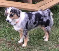Maxx AKC, a male Australian Shepherd for sale in Hawk Point, MO – 7 of 7
