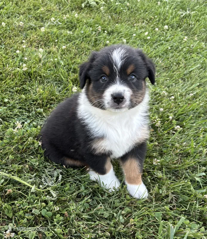 Maxx AKC – Australian Shepherd puppy for sale in Hawk Point, MO