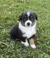 Maxx AKC, a male Australian Shepherd for sale in Hawk Point, MO – 1 of 7
