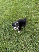 Maxx AKC, a male Australian Shepherd for sale in Hawk Point, MO – 3 of 7