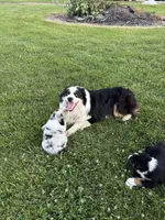 Maxx AKC, a male Australian Shepherd for sale in Hawk Point, MO – 6 of 7