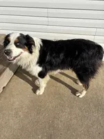 Oakley AKC, a female Australian Shepherd for sale in Hawk Point, MO – 7 of 8