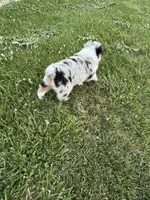 Oakley AKC, a female Australian Shepherd for sale in Hawk Point, MO – 5 of 8