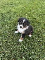Maxx AKC, a male Australian Shepherd for sale in Hawk Point, MO – 2 of 7