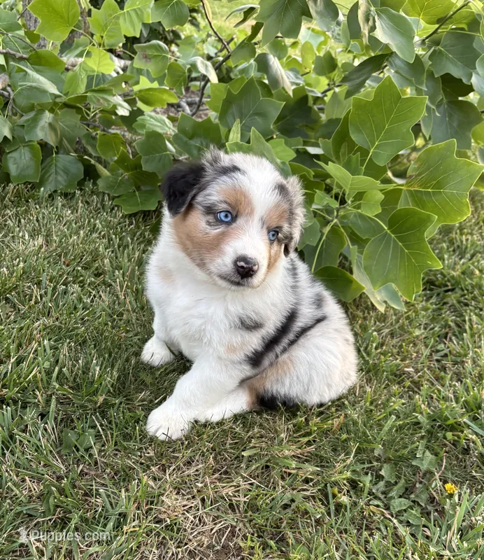 Oakley AKC – Australian Shepherd puppy for sale in Hawk Point, MO