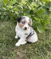 Oakley AKC, a female Australian Shepherd for sale in Hawk Point, MO – 1 of 8