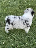 Oakley AKC, a female Australian Shepherd for sale in Hawk Point, MO – 2 of 8