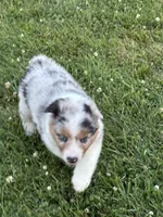 Oakley AKC, a female Australian Shepherd for sale in Hawk Point, MO – 4 of 8