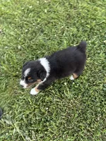 Maxx AKC, a male Australian Shepherd for sale in Hawk Point, MO – 5 of 7