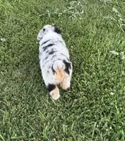 Oakley AKC, a female Australian Shepherd for sale in Hawk Point, MO – 3 of 8