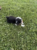 Maxx AKC, a male Australian Shepherd for sale in Hawk Point, MO – 4 of 7