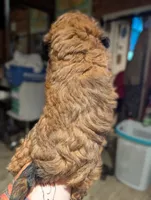 Rusty , a male Shihpoo for sale in West Fork, AR – 3 of 3