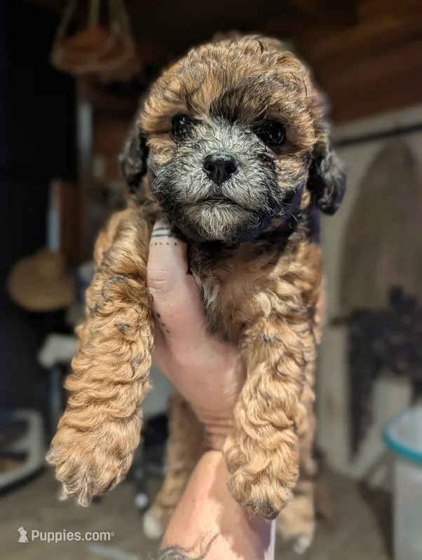 Rusty  – Shihpoo puppy for sale in West Fork, AR