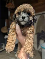 Rusty , a male Shihpoo for sale in West Fork, AR – 1 of 3