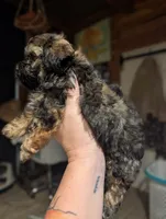 Chunky, a male Shihpoo for sale in West Fork, AR – 2 of 3