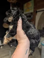 Tiny, a male Shihpoo for sale in West Fork, AR – 2 of 3