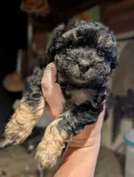 Tiny, a male Shihpoo for sale in West Fork, AR – 1 of 3