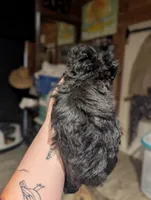 Tiny, a male Shihpoo for sale in West Fork, AR – 3 of 3