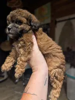 Rusty , a male Shihpoo for sale in West Fork, AR – 2 of 3