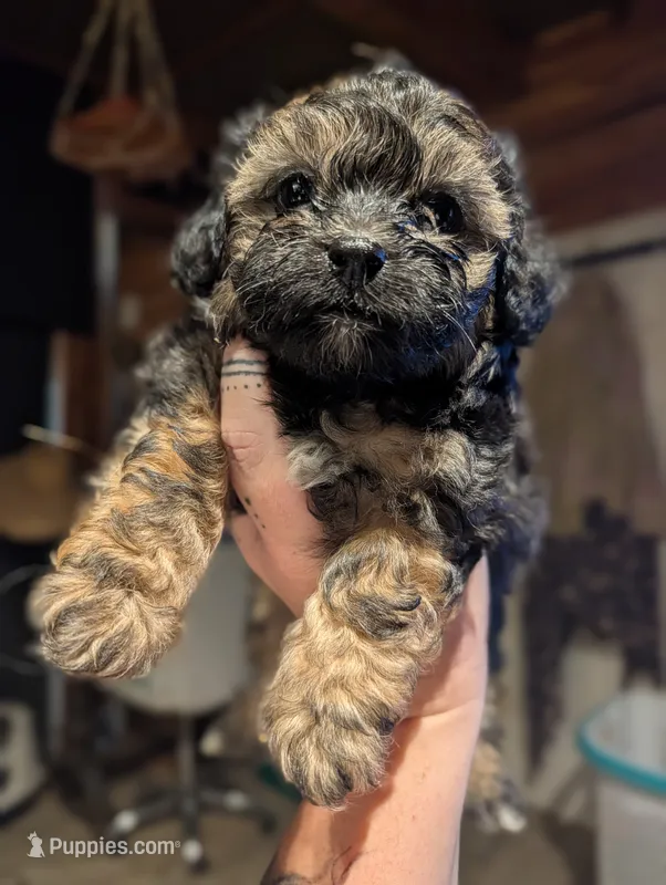 Chunky – Shihpoo puppy for sale in West Fork, AR
