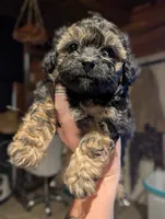 Chunky, a male Shihpoo for sale in West Fork, AR – 1 of 3