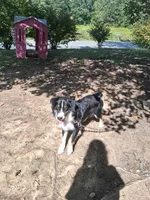 Snoopy , a male Australian Shepherd for sale in Nashville, TN – 2 of 3