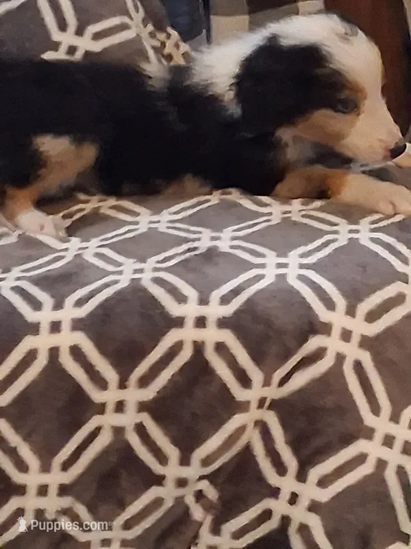 Greer – Australian Shepherd puppy for sale in Nashville, TN