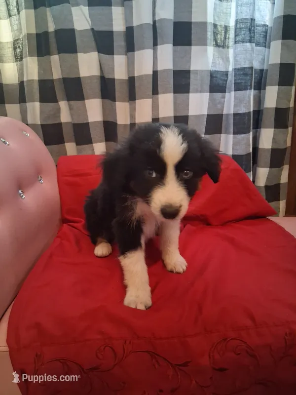 Snoopy  – Australian Shepherd puppy for sale in Nashville, TN