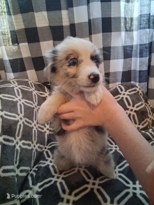 Zoe – Australian Shepherd puppy for sale in Nashville, TN