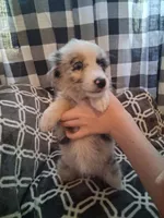 Zoe, a female Australian Shepherd for sale in Nashville, TN – 1 of 1