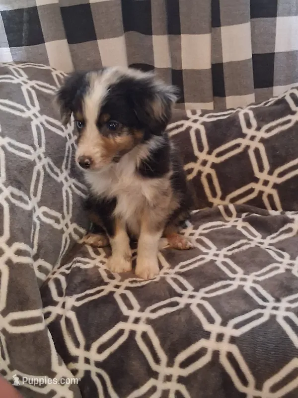 Shooter – Australian Shepherd puppy for sale in Nashville, TN