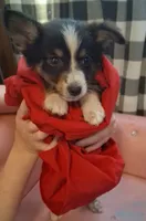 Sadie, a female Australian Shepherd for sale in Nashville, TN – 1 of 1
