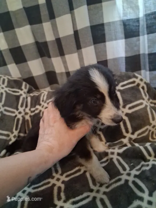 Princess  – Australian Shepherd puppy for sale in Nashville, TN