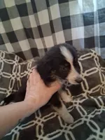 Princess , a female Australian Shepherd for sale in Nashville, TN – 1 of 1