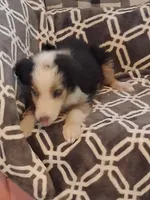 Greer, a female Australian Shepherd for sale in Nashville, TN – 2 of 2