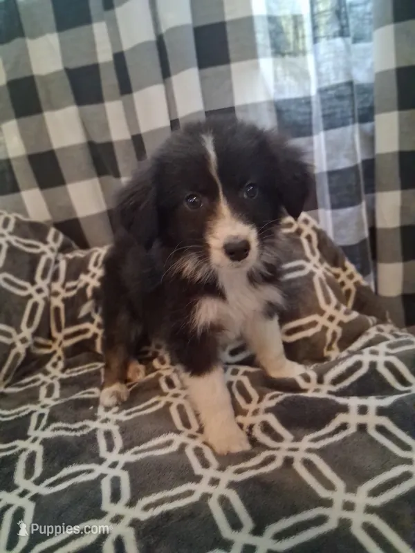 Sophie – Australian Shepherd puppy for sale in Nashville, TN