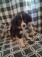 Sophie, a female Australian Shepherd for sale in Nashville, TN – 1 of 1