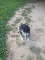 Sophie, a female Australian Shepherd for sale in Nashville, TN – 3 of 3