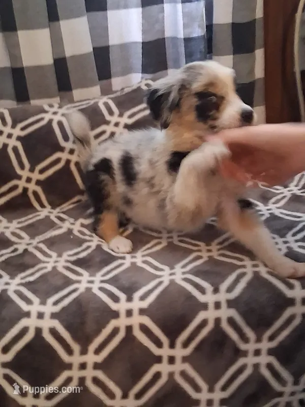 Nyla – Australian Shepherd puppy for sale in Nashville, TN