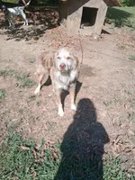 Snoopy , a male Australian Shepherd for sale in Nashville, TN – 3 of 3
