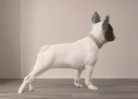 🩷Bella AKC🐾, a female French Bulldog for sale in Martindale, TX – Photo 2 of 10