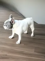 🩷Bella AKC🐾, a female French Bulldog for sale in Martindale, TX – Photo 4 of 10