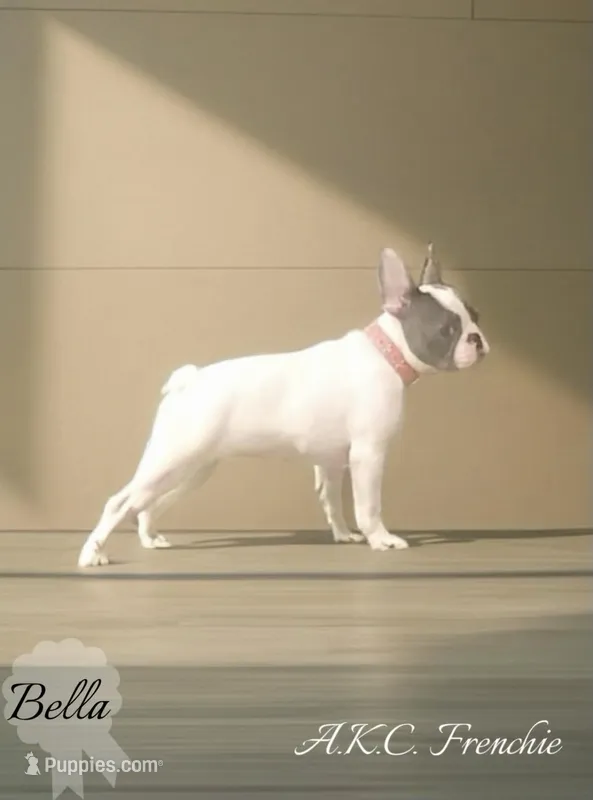 🩷Bella AKC🐾