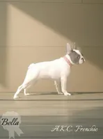 🩷Bella AKC🐾, a female French Bulldog for sale in Martindale, TX – Photo 1 of 10