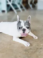 🩷Bella AKC🐾, a female French Bulldog for sale in Martindale, TX – Photo 8 of 10