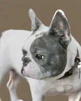 🩷Bella AKC🐾, a female French Bulldog for sale in Martindale, TX – Photo 7 of 10