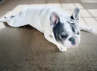 🩷Bella AKC🐾, a female French Bulldog for sale in Martindale, TX – Photo 3 of 10