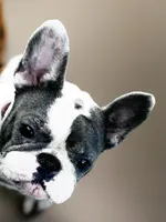 🩷Bella AKC🐾, a female French Bulldog for sale in Martindale, TX – Photo 9 of 10