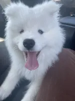 Cumulo, a male Samoyed for sale in Deltona, FL – Photo 3 of 3